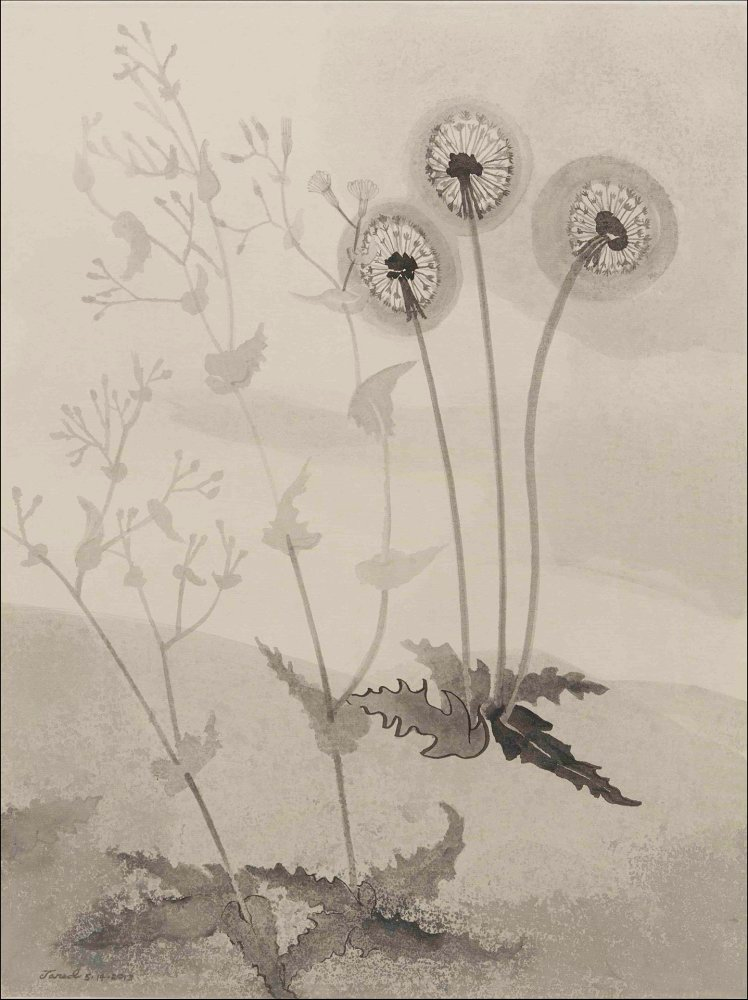 Dandelions